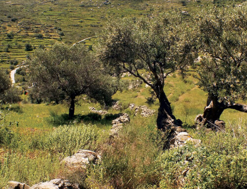 Λεύκες – Αυκλάκι – Λογαράς